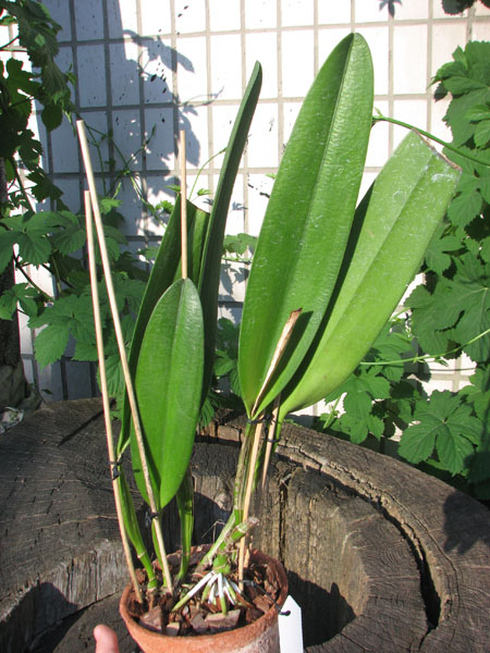 cattleya warscewiczii.jpg