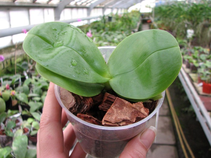 Phalaenopsis Ld Bellina Eagle x Prima.JPG
