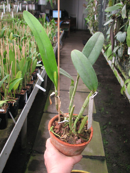 Cattleya lueddemanniana alba 'OMG' x Cattleya lueddemanniana coerulea 'Siquesique'.jpg