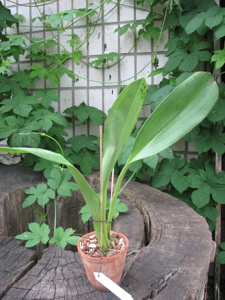 Maxillaria striata.jpg