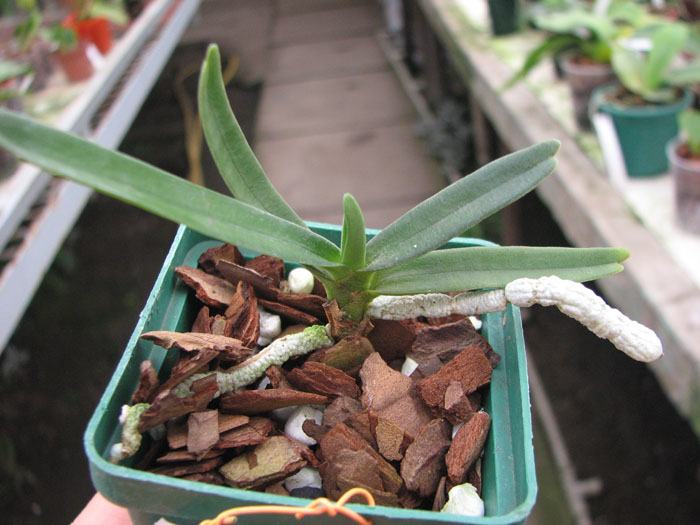 Angraecum didieri.jpg