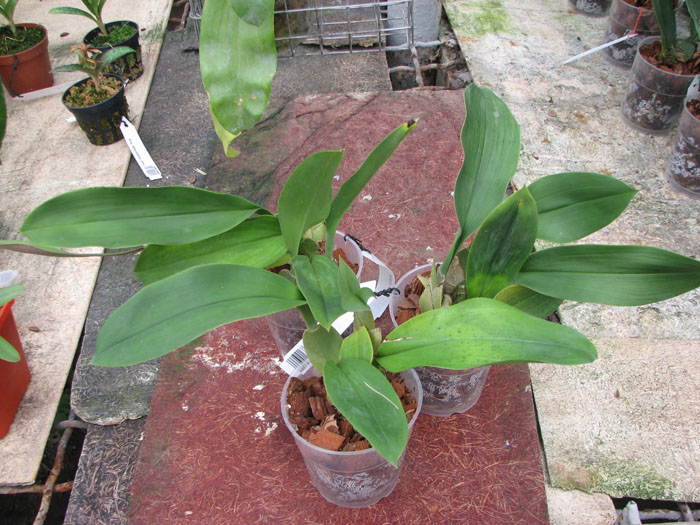 Trichopilia suavis.jpg