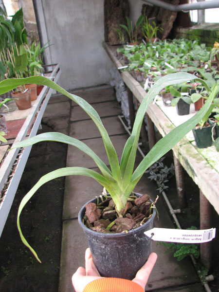Angraecum longicalcar x sesquipedale.jpg