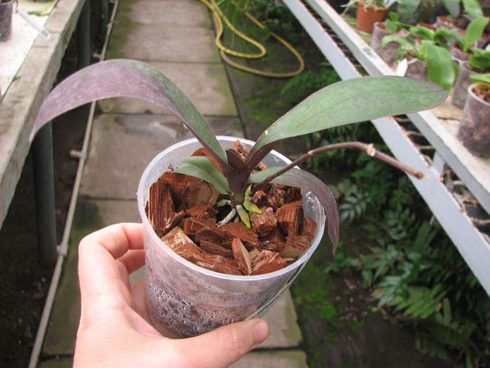 Phalaenopsis stuartiana yellow x sib.jpg