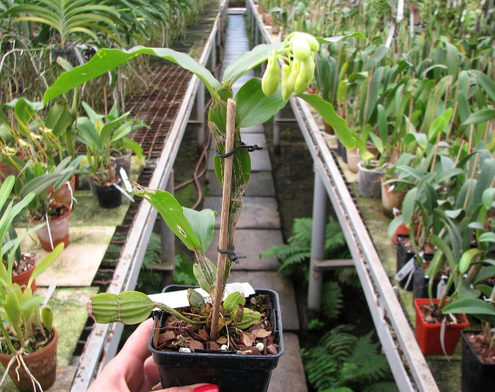 Dendrobium sulcatum.JPG