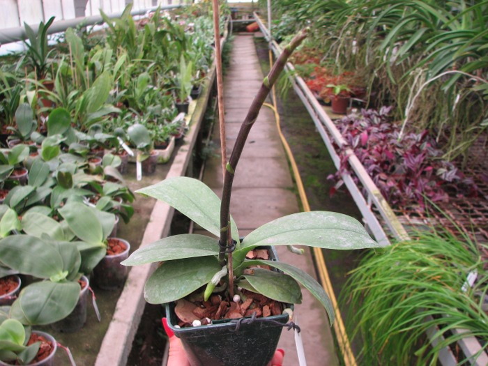 Phalaenopsis Liu's Rainbow.JPG