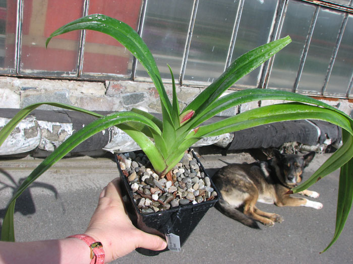 Phragmipedium Andean Fire (besseae x lidleyanum).jpg