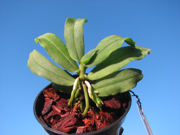 Gastrochilus japonicus.jpg
