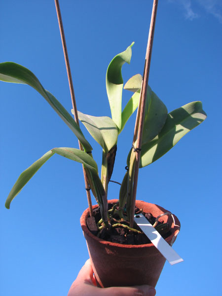 Cattleya warneri semi alba (boa forma) x Cattleya warneri semi alba 'Rubi'.jpg