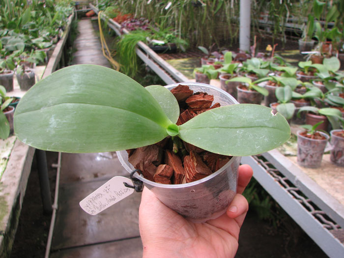 Phalaenopsis gigantea x Brother Ambo Passion.jpg