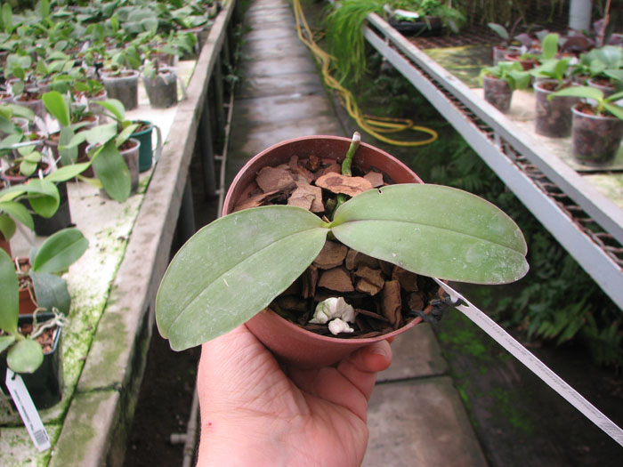 Phalaenopsis Ld's Bear Queen x (Dtps Ho's Leamon Squash x Sogo Nihou).jpg