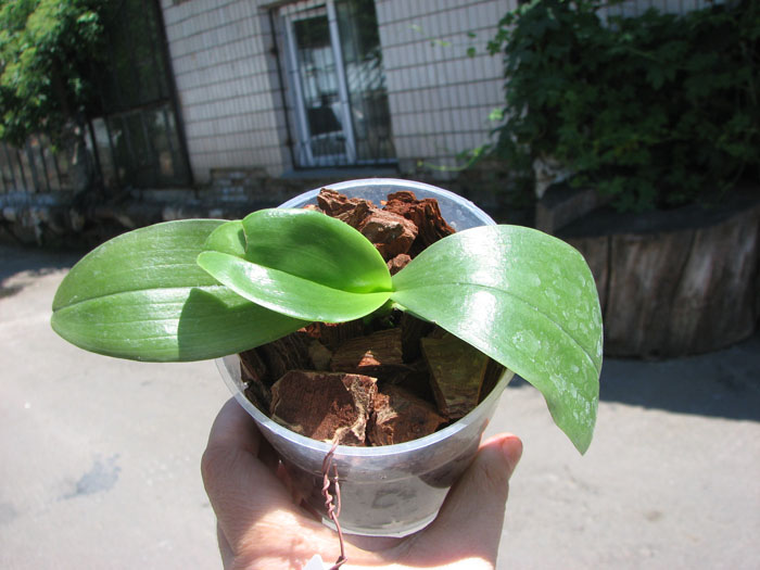Phalaenopsis (Auspice Neihun-lueddemanniana) x Phalaenopsis Kung's Red Cherry.jpg