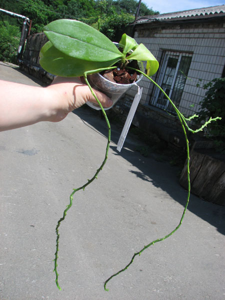 Phalaenopsis tetraspis.jpg