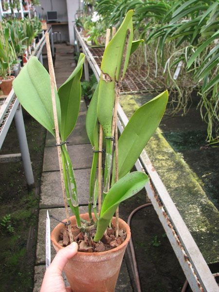 Brassolaeliocattleya Chan Hsiu Gold 'Fuji' (Chunyeah x Mem Ong Wen-Mo).jpg