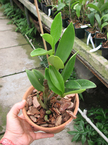 Dendrobium spectabile.jpg