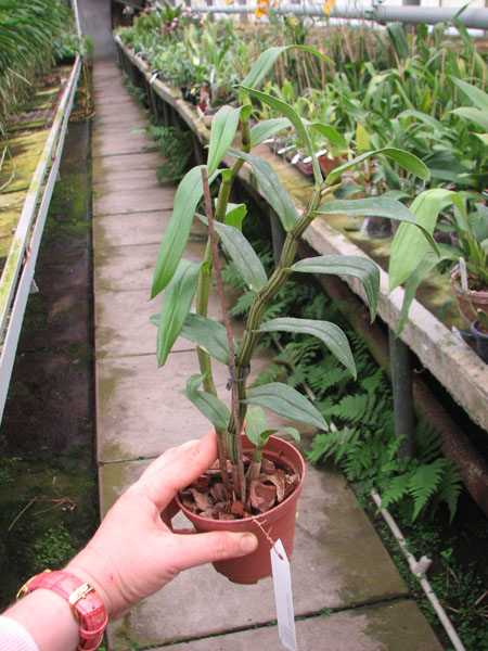 Dendrobium Dawn Marie.jpg