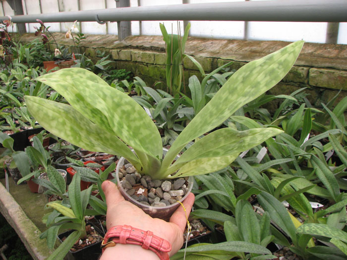 Paphiopedilum Maudiae alba.jpg