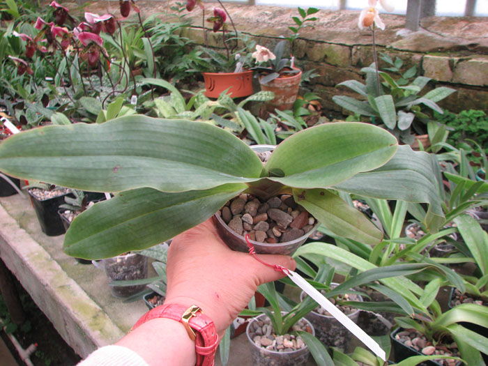 Paphiopedilum moquetteanum.jpg