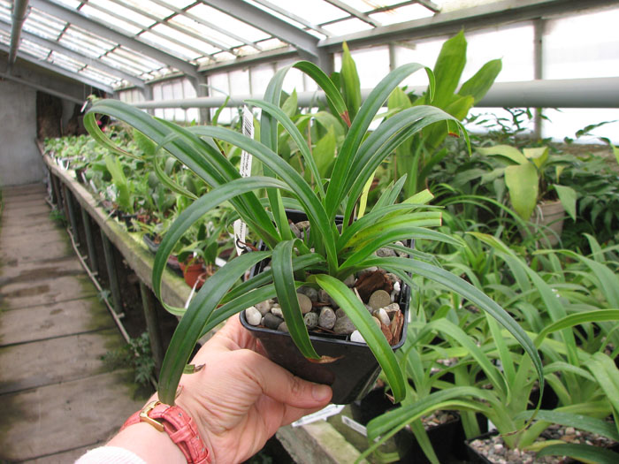 Phragmipedium Memoria Garren Weaver (pearcei x wallisii).jpg