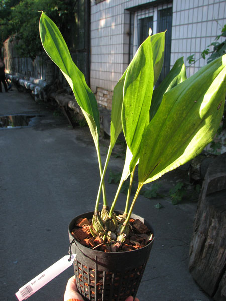 Stanhopea wardii.jpg