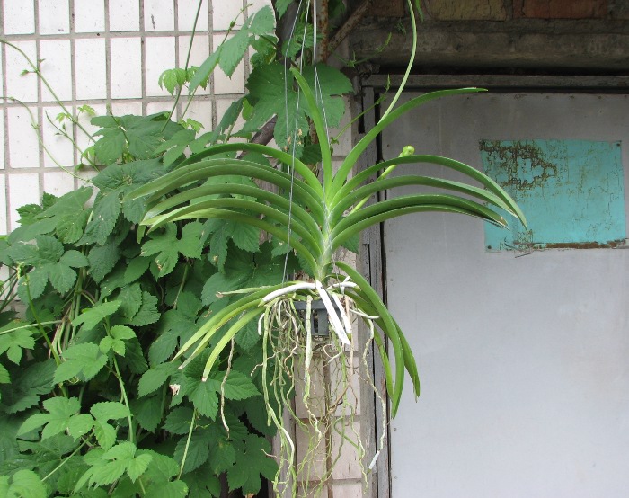 Ascocenda Kulwadee Black.JPG