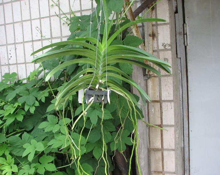 Vanda Keeree Sapphire x Vanda Chaiya.JPG