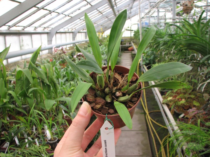 Dendrochilum curanii.JPG