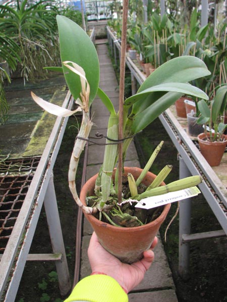 Cattleya aurantiaca x Brassavola glauca.jpg