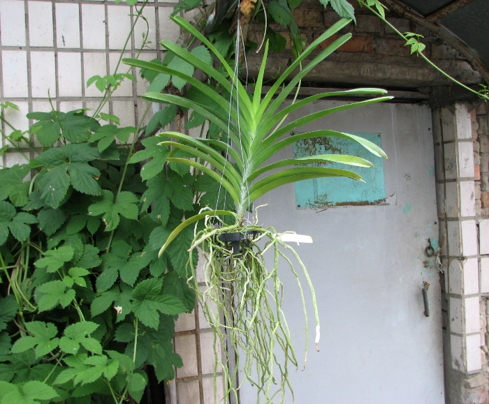 Vanda Siriporn Pink.JPG