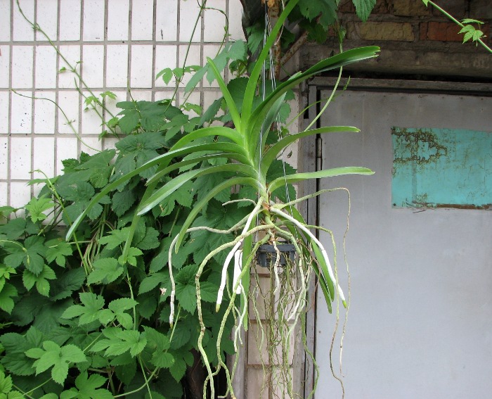 Ascocenda Tubtim Velvet x Vanda Charles Goodfellow.JPG