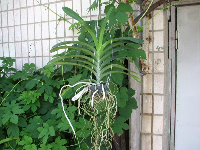 Vanda Patcharee Delight 'Red Spot'.JPG