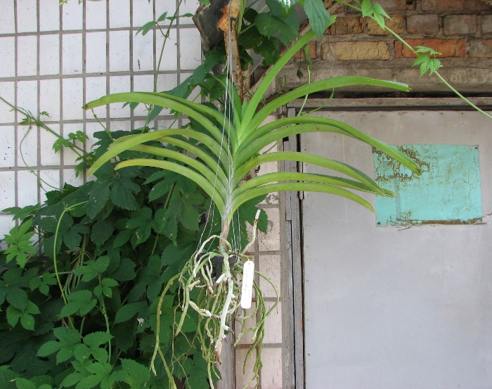 Vanda Madame Rattana x Vanda Rattana - Faye Benette.JPG