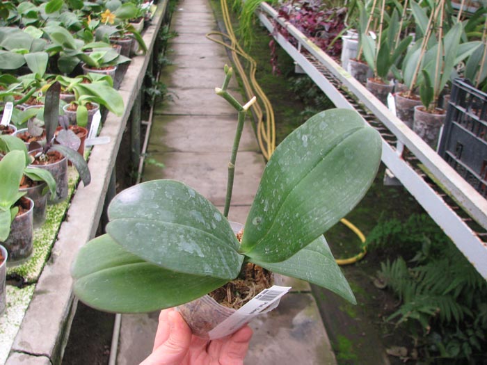Phalaenopsis Sentra x Black Eagle.JPG