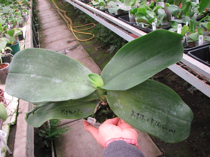 Phalaenopsis gigantea x LD's Bear King.jpg