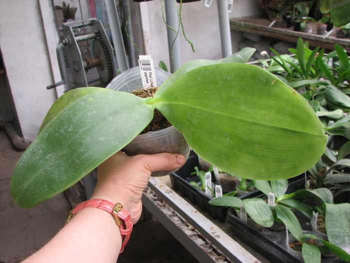 Phalaenopsis Ld's Bear Queen x gigantea.jpg