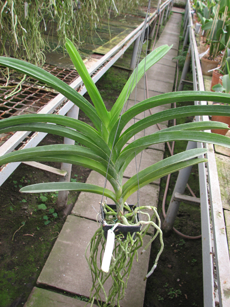 Vanda Madame Rattana x Vanda Rattana - Faye Benette.jpg