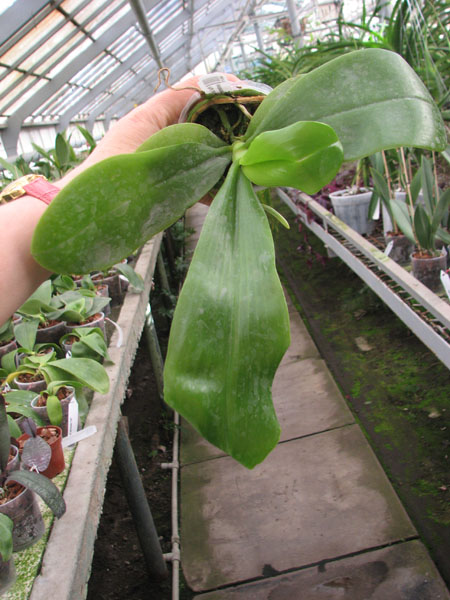 Phalaenopsis corningiana x lueddemanniana.jpg