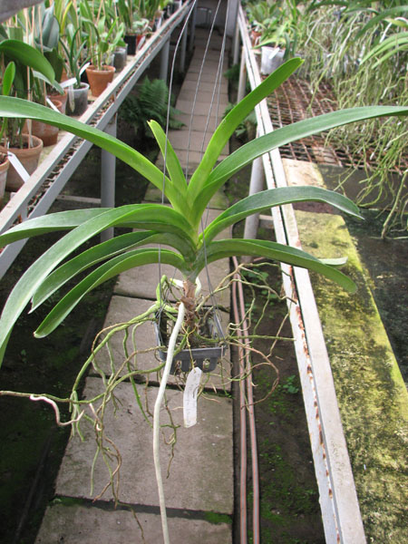 Ascocenda Carmine Spot x Vanda Pranermprai х Ascocenda Phairot.jpg