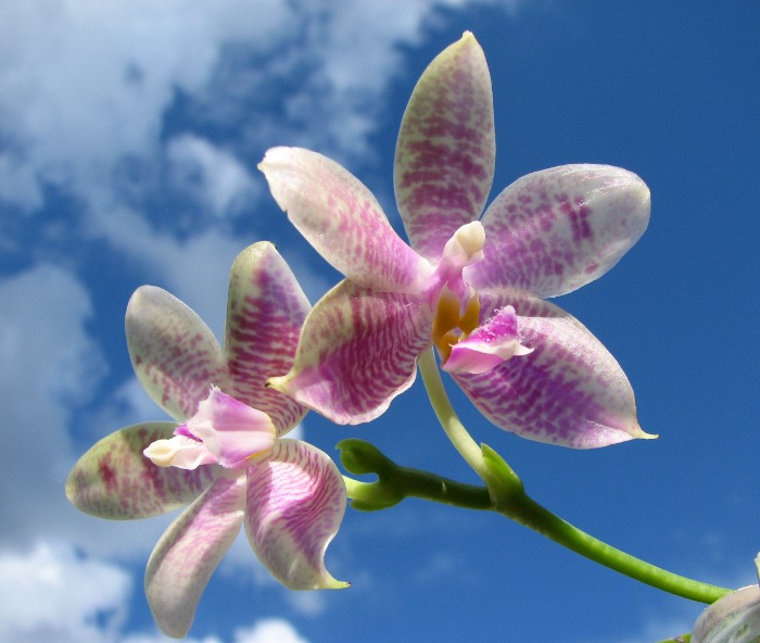 Phalaenopsis Yaphon Skype x (violacea alba x speciosa 'C -1') .JPG
