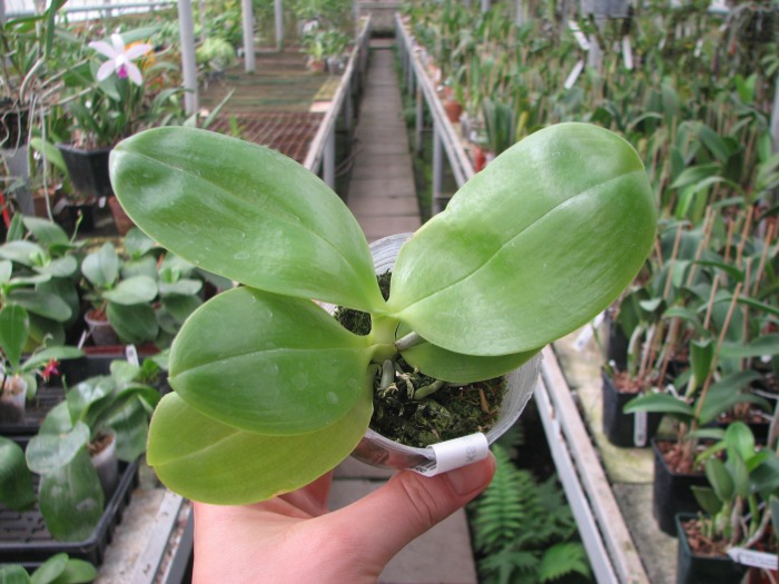 Phalaenopsis KS Super Zebra.JPG