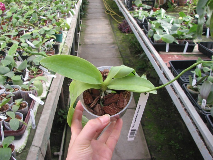 Phalaenopsis lueddemanniana.JPG