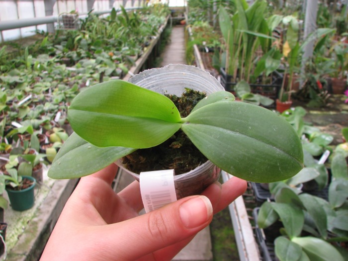 Phalaenopsis kunstleri.JPG