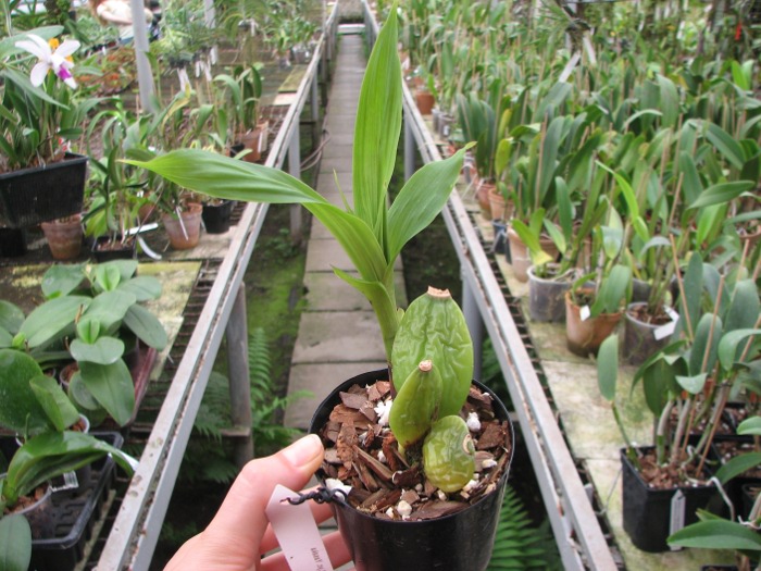 Lycaste Yasaka.JPG
