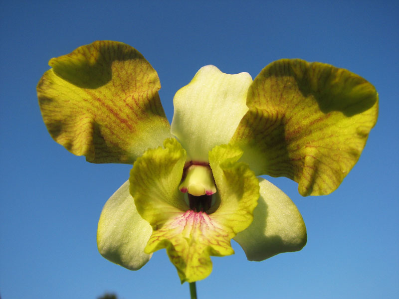 Dendrobium Nopporn Starbright.jpg