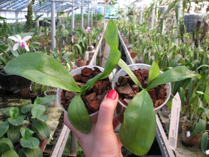 Phalaenopsis micholitzii x violacea indigo.JPG