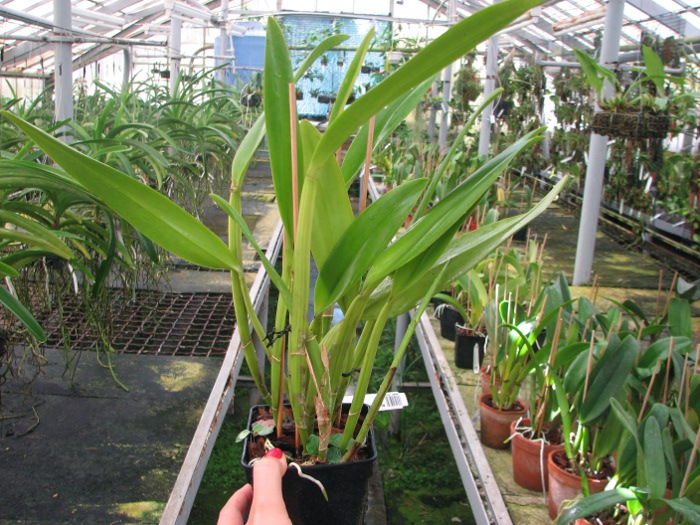 Rhyncholaeliocattleya Golf Green 'Lu-Chi' (OG).JPG