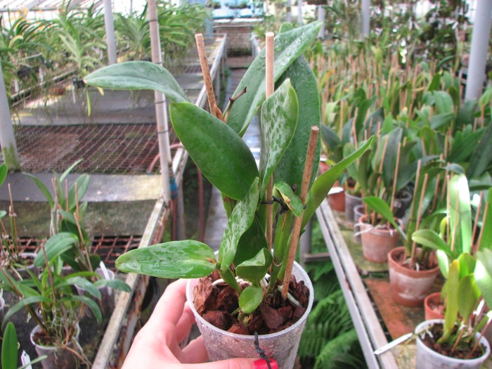 Potinara Shinfong Little Sun 'Youngmin Golden Boy' (Ctt. Golden Girl x Rth. Taida Love Star).JPG