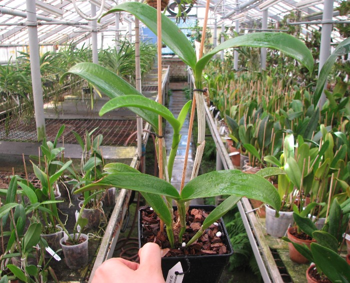 Cattlianthe Sagarik Wax 'Dark Africa' (Cattleya Summerland Girl x Cattlianthe Chocolate Drop).JPG