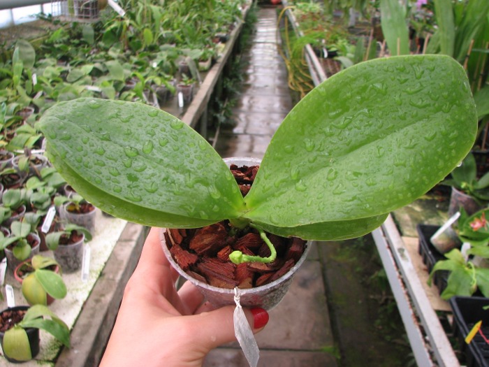 Phalaenopsis Chienlung Mosaics (Yaphon Sir x hieroglyphica).JPG