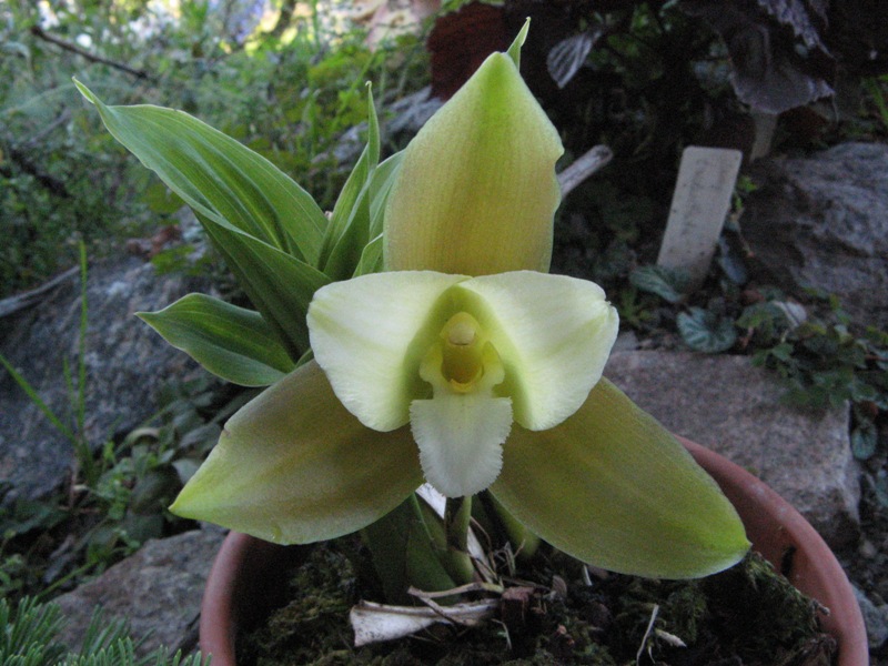 Lycaste_niesseniae.JPG